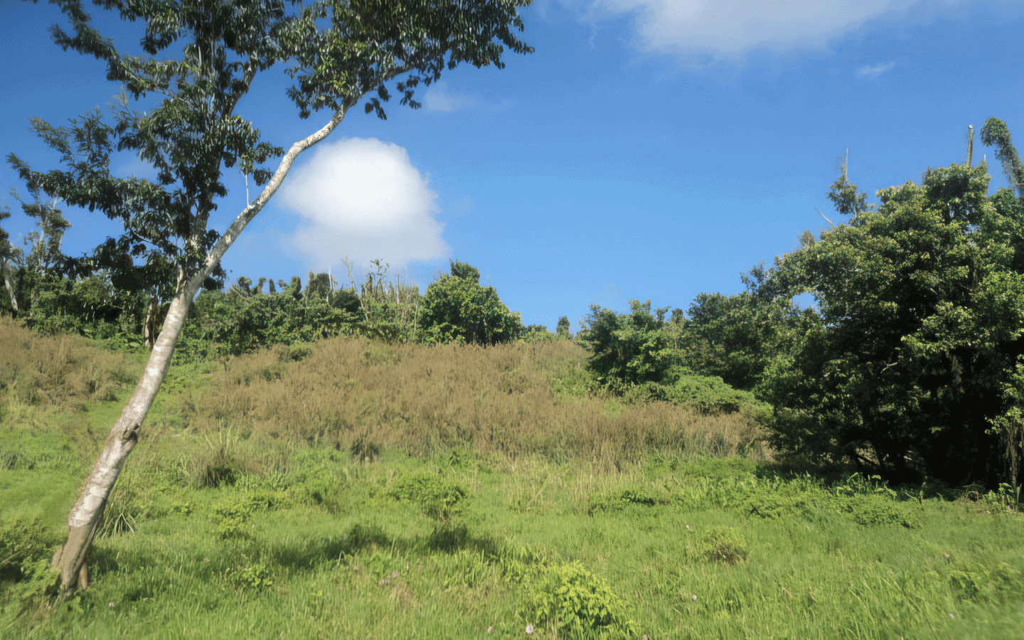 land_for_sale-000