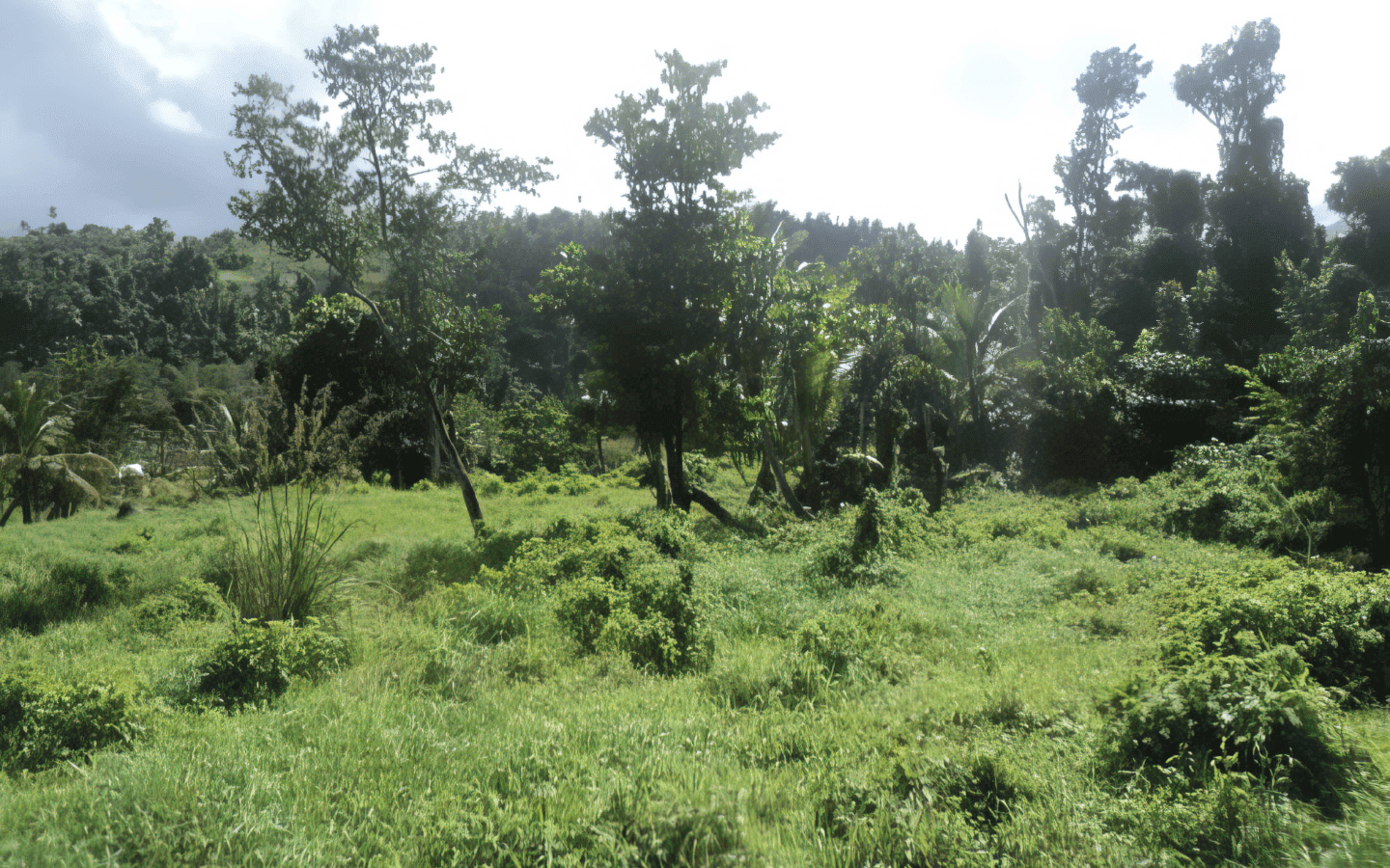 land_for_sale-002