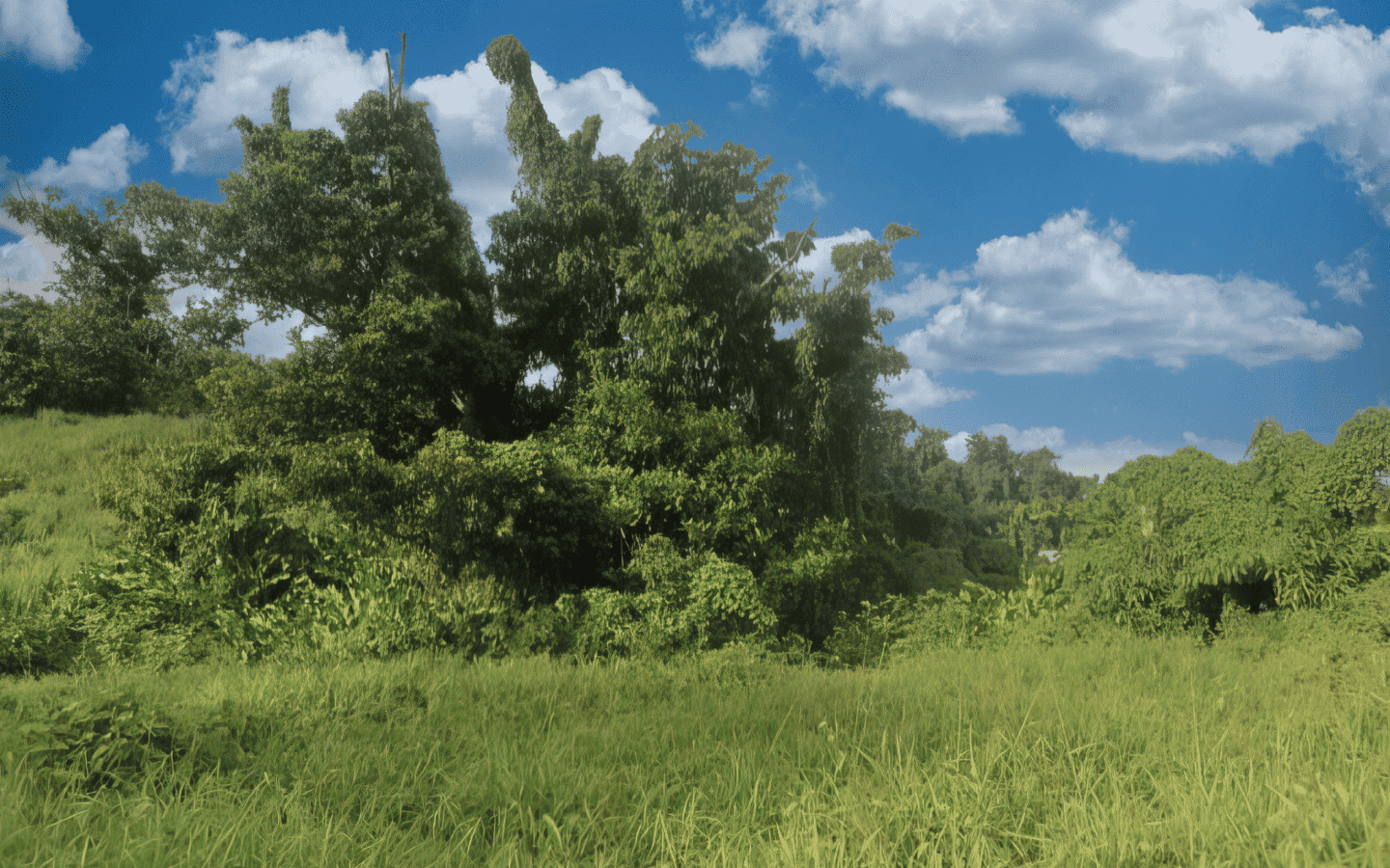 land_for_sale-003