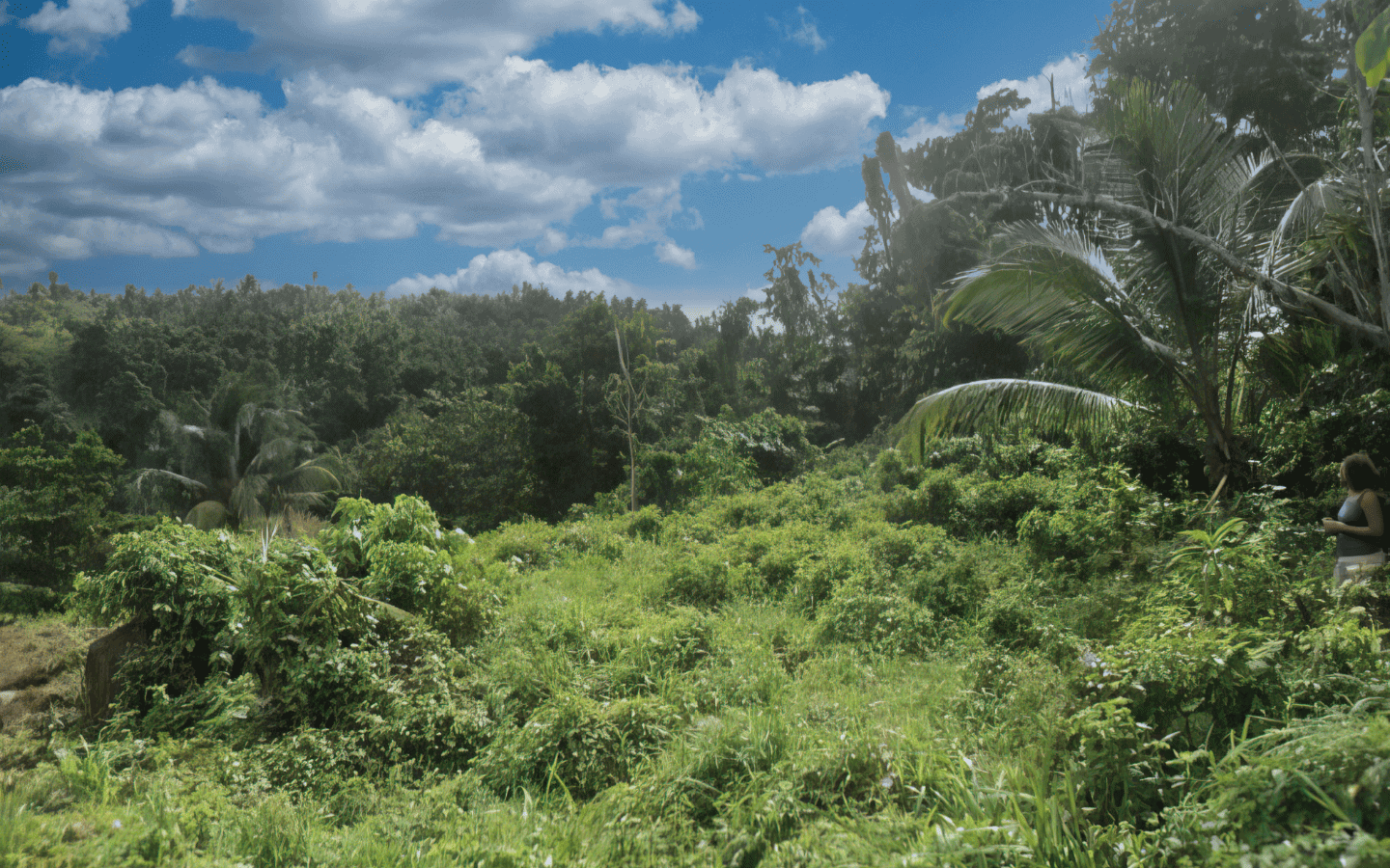 land_for_sale-005