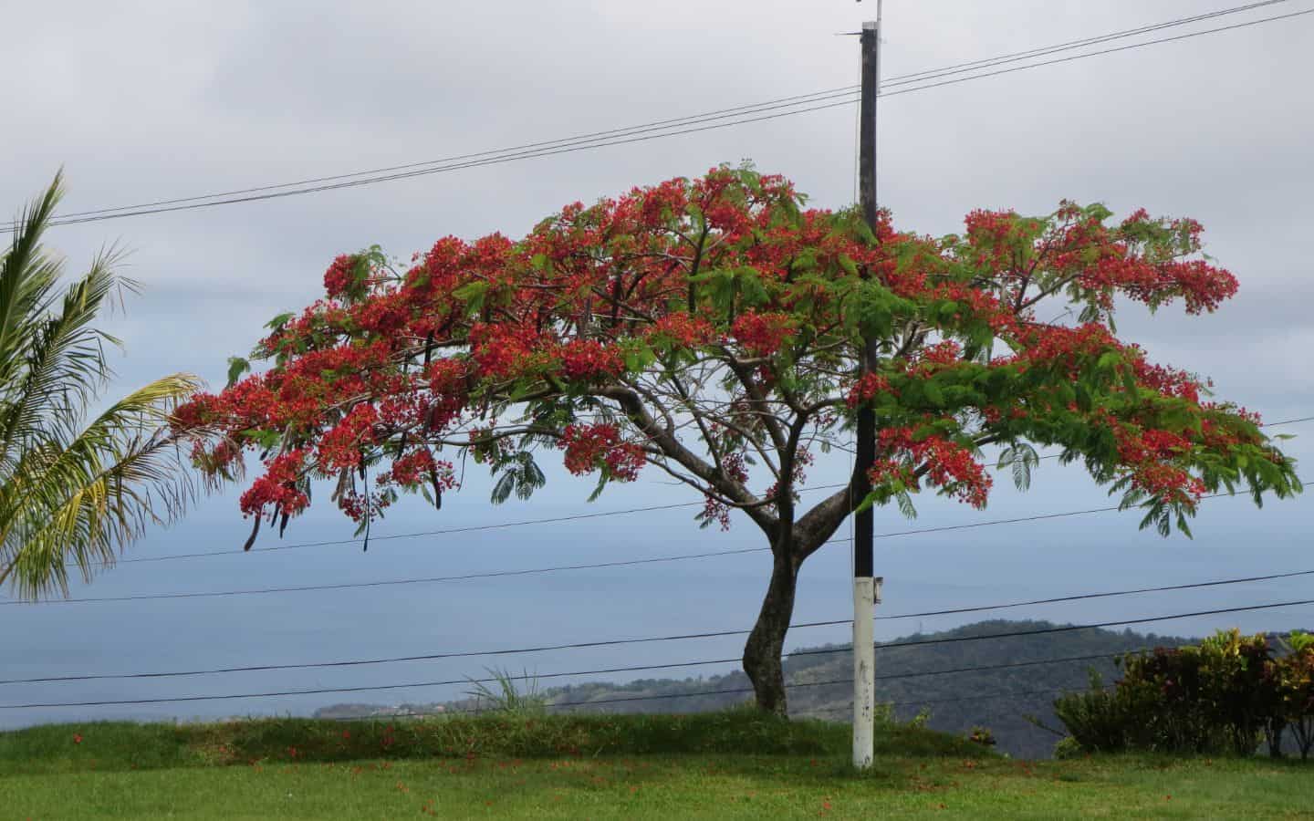 Tree_in_Garden-4_1