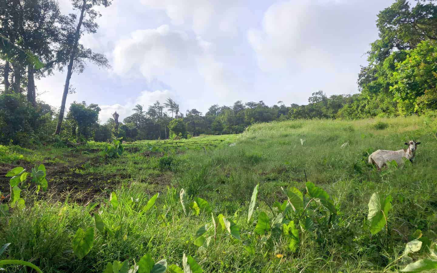 land_for_sale-051
