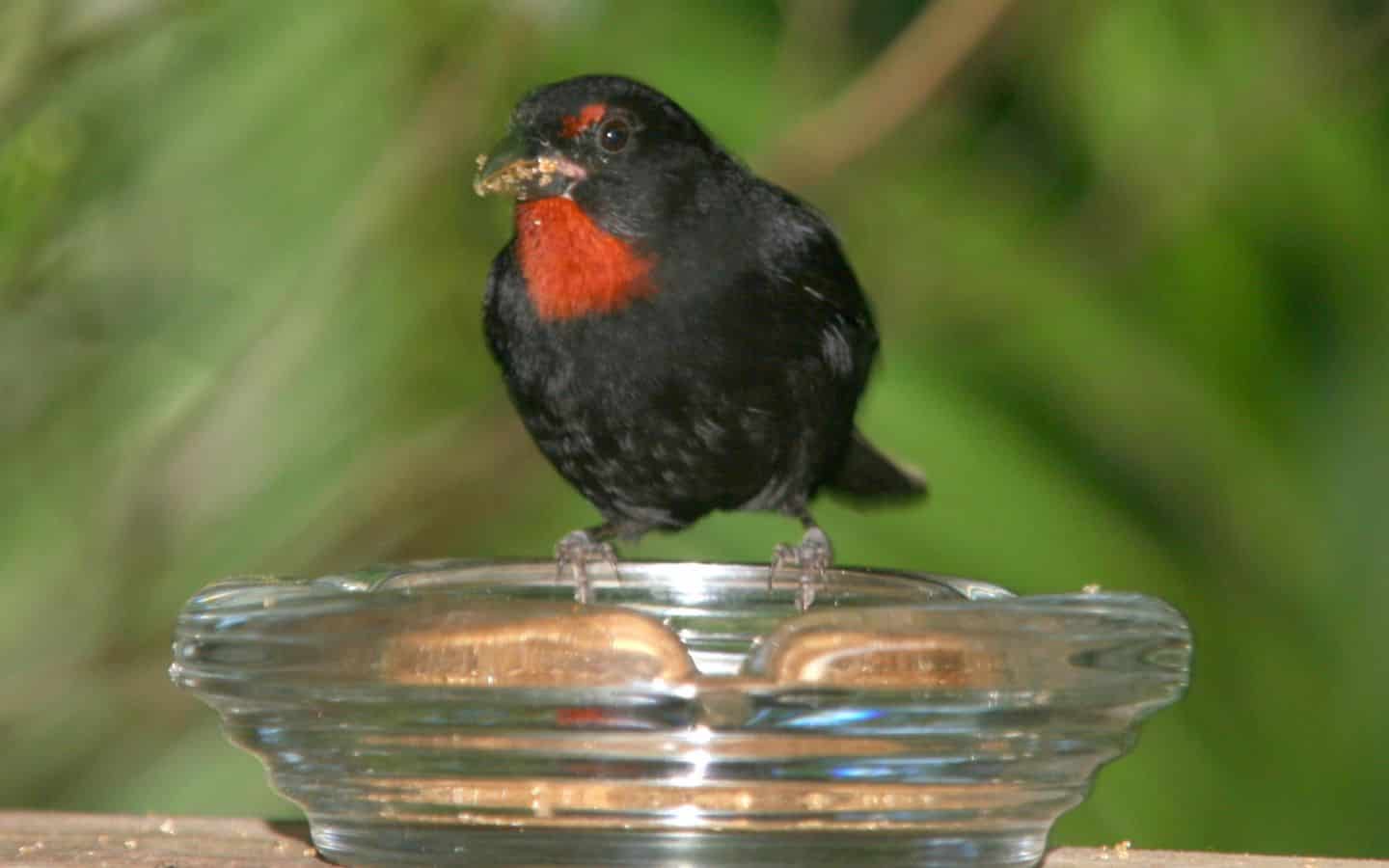 Bird_in_Garden-2